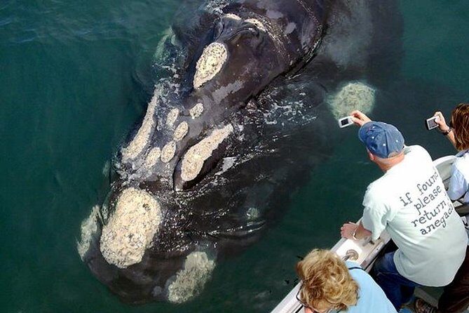 Whale Watching from Gansbaai - Why Choose Gansbaai for Whale Watching?