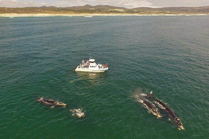 Whale Watching from Gansbaai - The Itinerary: What Makes It Special?