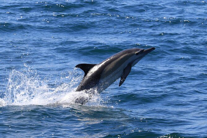 Whale Watching from Gansbaai - Authentic Encounters and Authenticity