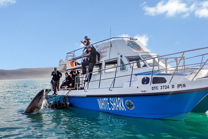 Whale Watching from Gansbaai - The Value of the Tour