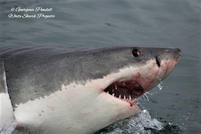Whale Watching from Gansbaai - Group Size and Booking Experience