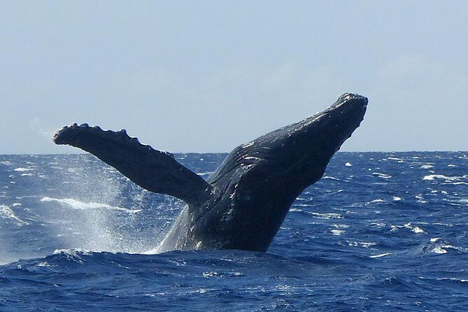 Whale Watching from Ma'alaea Harbor - An In-Depth Look at the Maui Whale Watching Tour