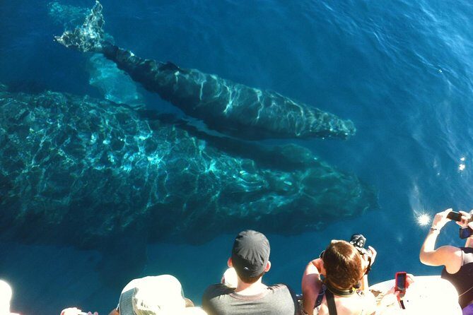 Whale Watching from Ma'alaea Harbor - What Makes This Tour Stand Out?