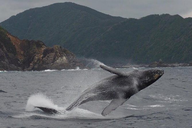 Whale Watching from Ma'alaea Harbor - The Practicalities: Price, Duration, and Booking
