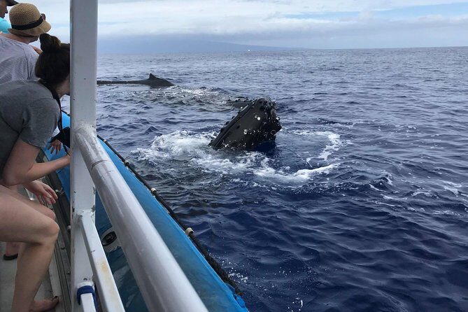 Whale Watching from Ma'alaea Harbor - FAQ