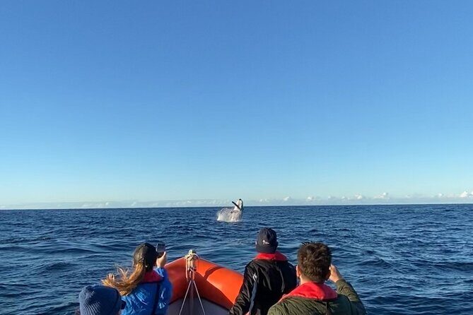 Whale Watching Gold Coast - Key Points