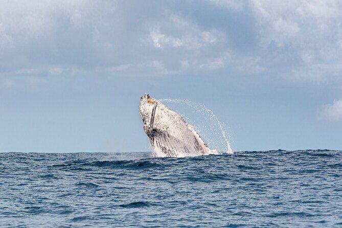 Whale Watching Gold Coast - Who Is This Tour Best For?