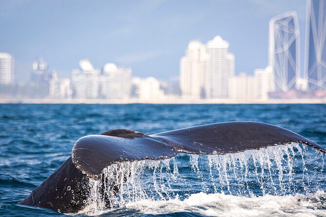 Whale Watching Gold Coast - FAQ