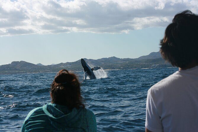 Whale Watching Group Tour in San Jose del Cabo - The Fine Points: Logistics and Practicalities