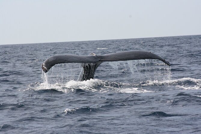 Whale Watching Group Tour in San Jose del Cabo - Authentic Experiences from Guest Reviews