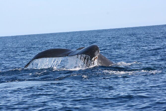 Whale Watching Group Tour in San Jose del Cabo - FAQ