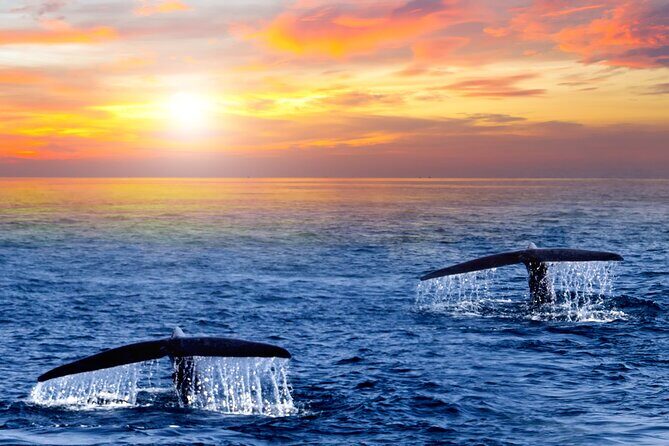 Whale Watching Group Tour in San Jose del Cabo - Final words