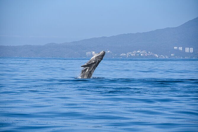 Whale Watching Guaranteed Experience in Puerto Vallarta - Exploring the Puerto Vallarta Whale-Watching Tour