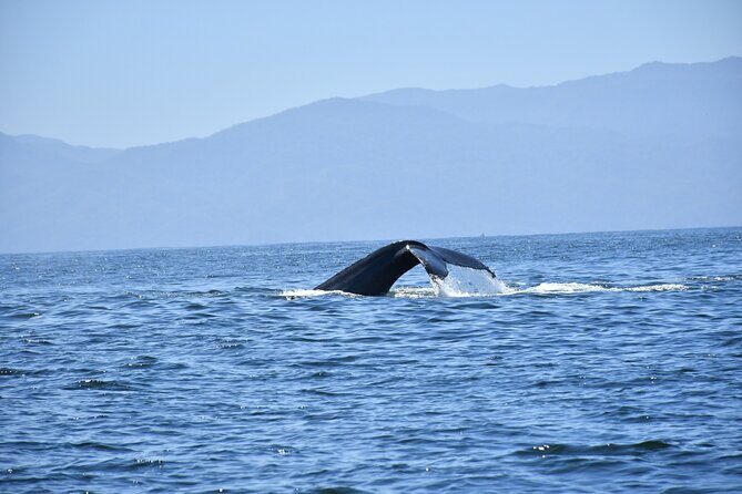 Whale Watching Guaranteed Experience in Puerto Vallarta - The Included Lunch and Water