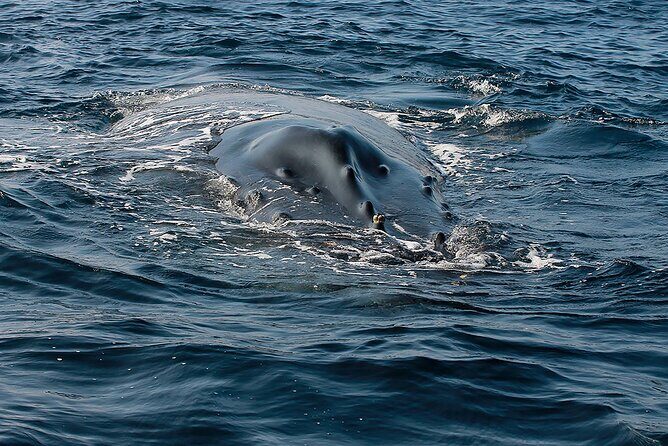 Whale Watching Guaranteed Experience in Puerto Vallarta - Authentic Encounters and Reviews