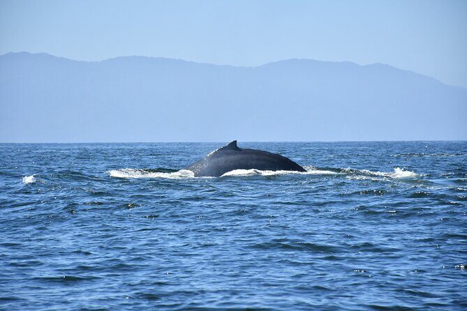 Whale Watching Guaranteed Experience in Puerto Vallarta - Who Should Consider This Tour?