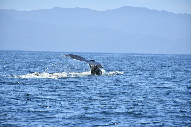 Whale Watching Guaranteed Experience in Puerto Vallarta - The Sum Up