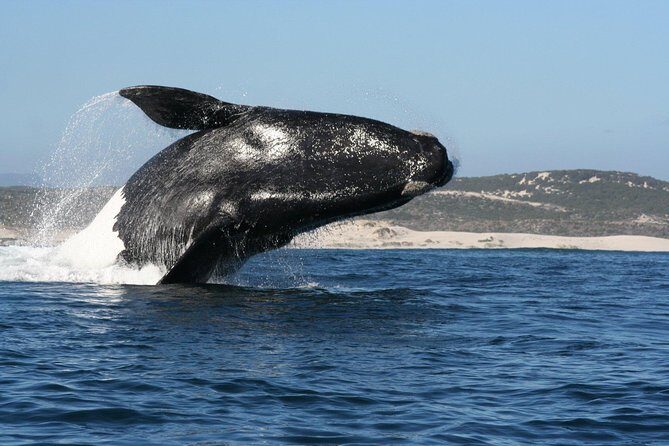 Whale Watching Hermanus - Boat base - Who Should Consider This Tour?