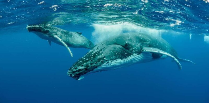 Whale watching Hermanus instagram, group tour from Cape Town - Key Points