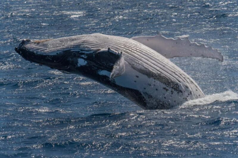 Whale watching Hermanus instagram, group tour from Cape Town - Exploring the Coastal Journey