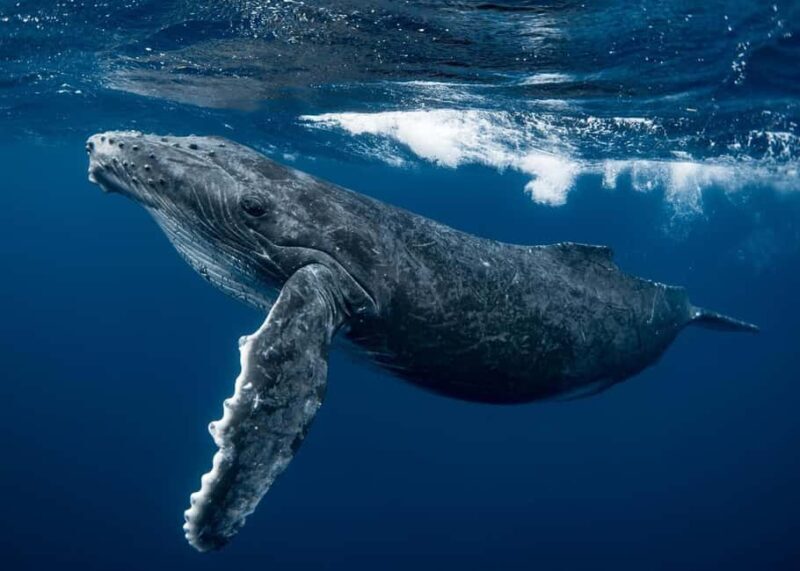 Whale watching Hermanus instagram, group tour from Cape Town - The Whale Capital: Hermanus