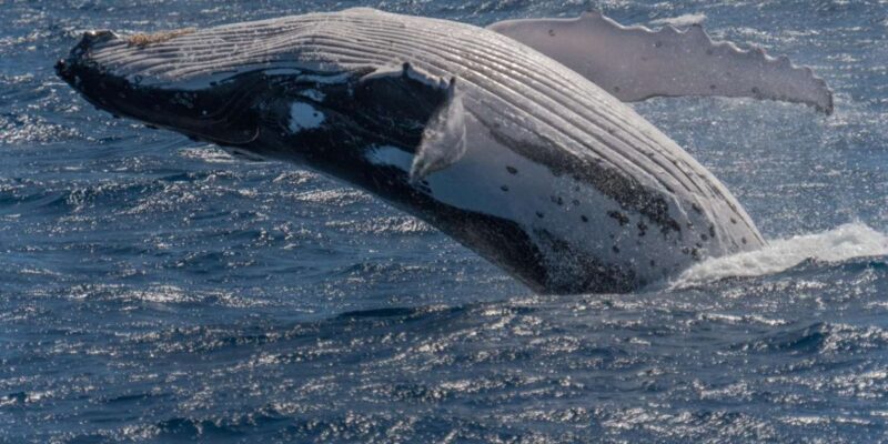 Whale watching Hermanus instagram, group tour from Cape Town - Lunch and Leisure at Hermanus Waterfront