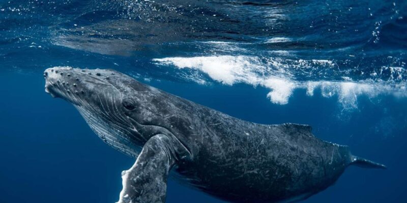 Whale watching Hermanus instagram, group tour from Cape Town - Who Will Love This Tour?
