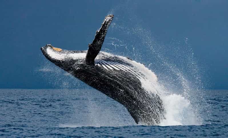 Whale watching Hermanus instagram, group tour from Cape Town - The Sum Up