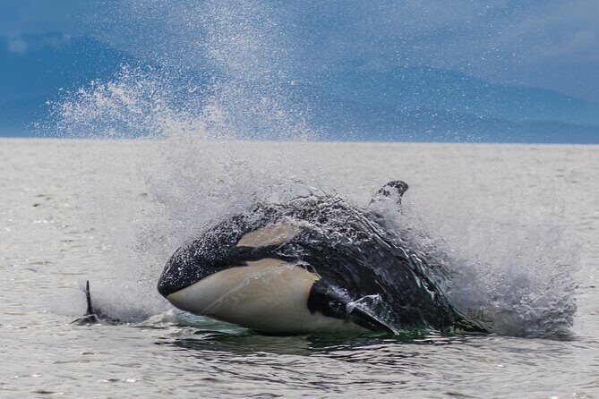 Whale-watching, Icy point, Hoonah , whales, Orca, killer-whales. - Key Points