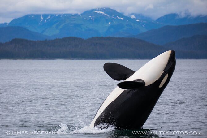 Whale-watching, Icy point, Hoonah , whales, Orca, killer-whales. - Analyzing the Experience: What You Can Expect