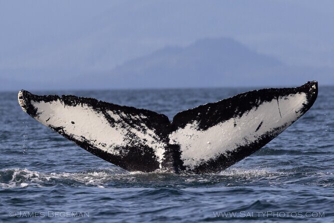 Whale-watching, Icy point, Hoonah , whales, Orca, killer-whales. - Who Is This Tour Best For?