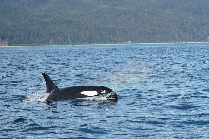 Whale-watching, Icy point, Hoonah , whales, Orca, killer-whales. - The Sum Up