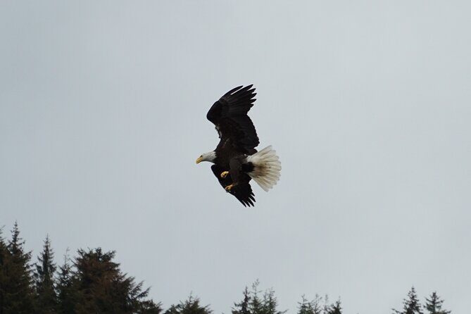 Whale-watching, Icy point, Hoonah , whales, Orca, killer-whales. - FAQ