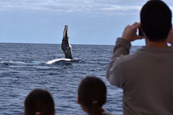 Whale Watching in Augusta Humpback and Southern Right Whales - An Introduction to Augusta Whale Watching: What to Expect