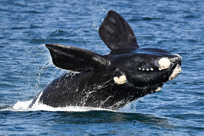 Whale Watching in Augusta Humpback and Southern Right Whales - The Experience: Comfort, Group Size, and Practicalities