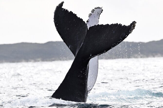Whale Watching in Augusta Humpback and Southern Right Whales - What Travelers Are Saying (Based on Available Reviews)