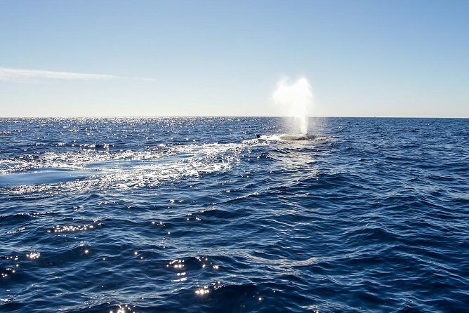 Whale Watching in Cabo San Lucas on board our Luxury Trimaran! - Why This Tour Is Worth Considering