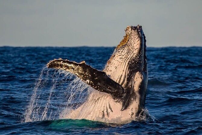 Whale Watching in Cabo San Lucas on board our Luxury Trimaran! - The Sum Up