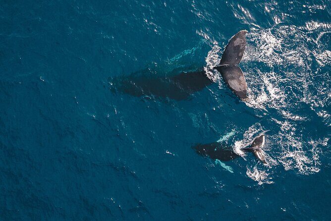 Whale Watching in Cabo San Lucas: Sightseeing Cruise and Shopping - The Experience for Different Travelers