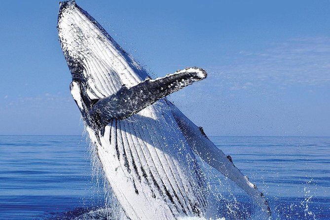 Whale Watching in Cabo San Lucas: Sightseeing Cruise and Shopping - Final Thoughts