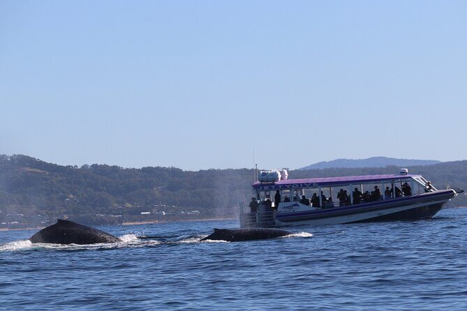 Whale Watching in Coffs Harbour - Key Points