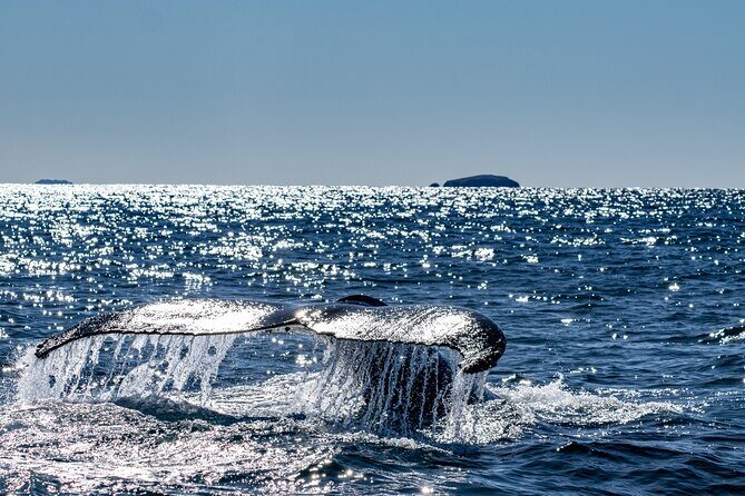 Whale Watching in Coffs Harbour - An In-Depth Look at the Whale Watching Tour