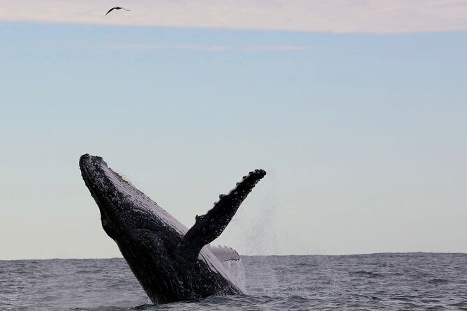 Whale Watching in Coffs Harbour - Final Thoughts: Is It Worth It?