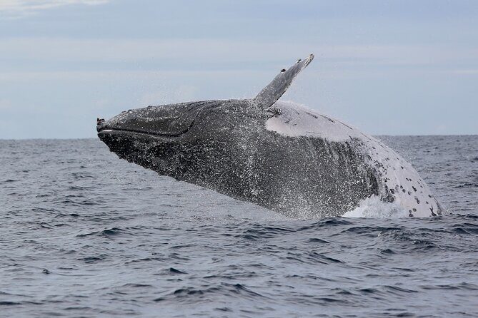 Whale Watching in Coffs Harbour - FAQs