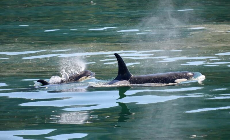 Whale Watching in Hermanus Shared Tour - Key Points