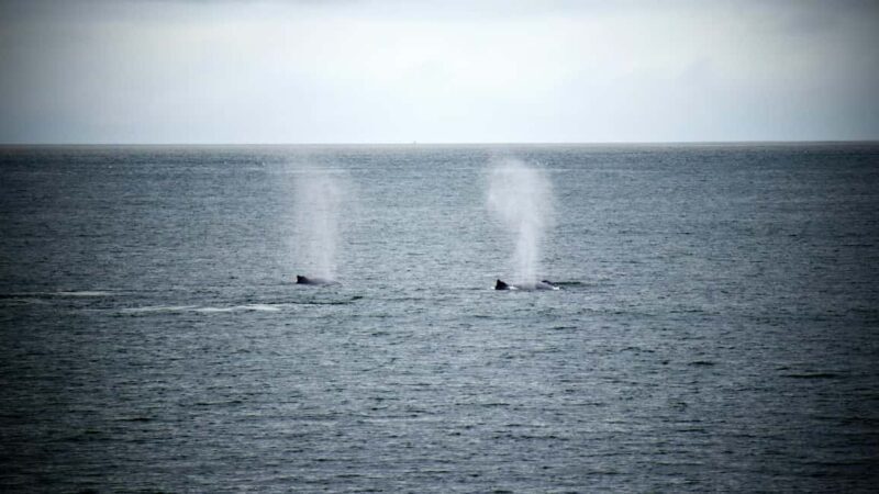 Whale Watching in Hermanus Shared Tour - The Full Experience: What to Expect