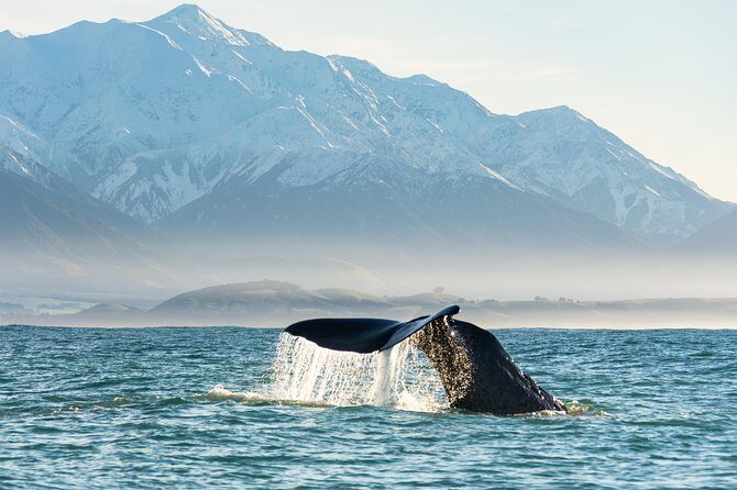 Whale Watching in Kaikoura by Boat - An Introduction to the Experience