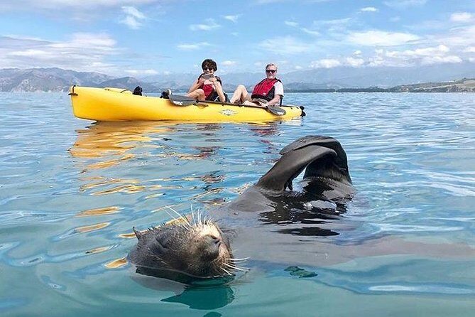 Whale Watching in Kaikoura by Boat - Final Thoughts