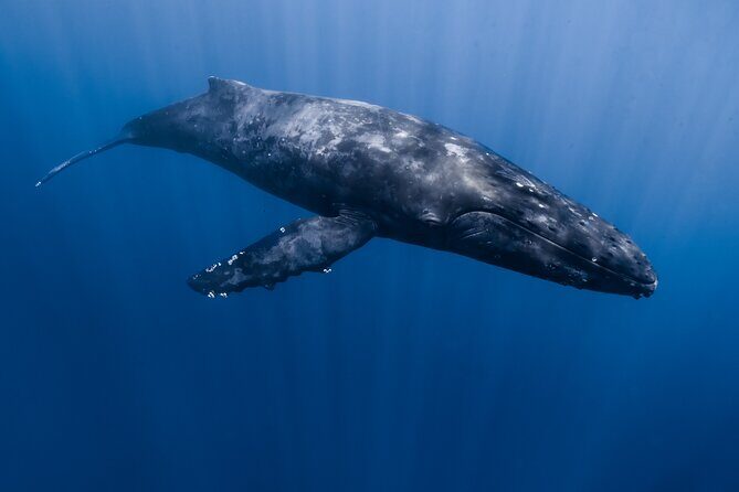 Whale Watching in Kona Hawaii - The Experience: What to Expect on Your Whale Watching Adventure