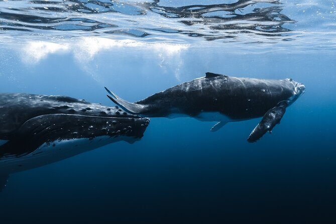 Whale Watching in Kona Hawaii - Additional Considerations